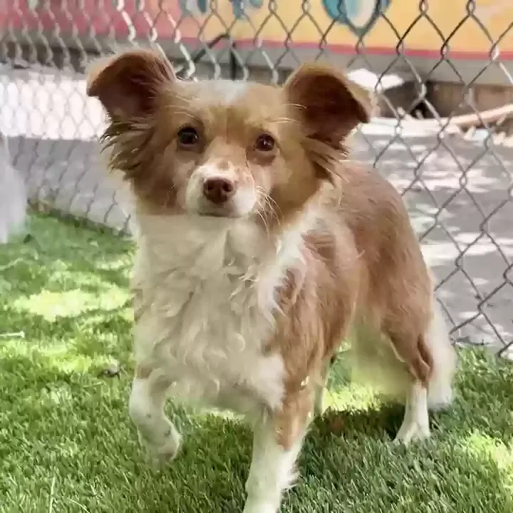 Lost dog in Oakland, CA, 94619