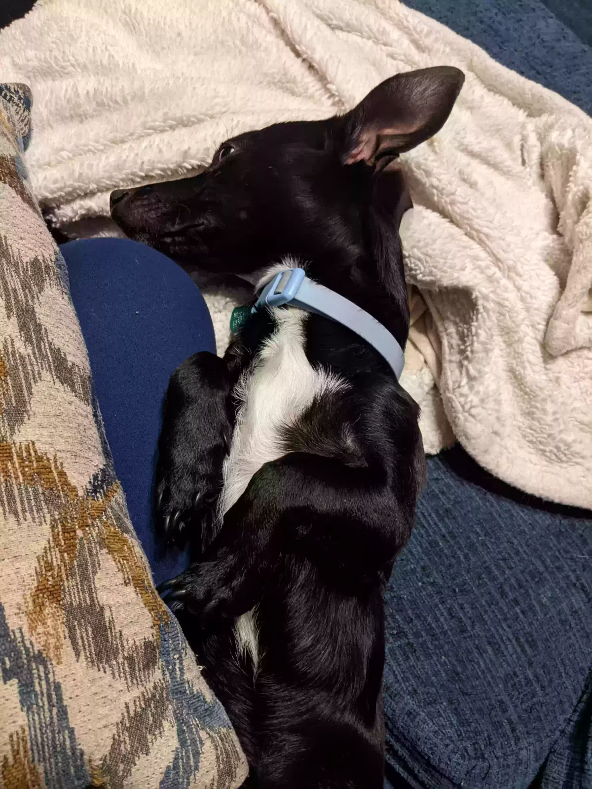 Lost dog in Cleveland, TX, 77327