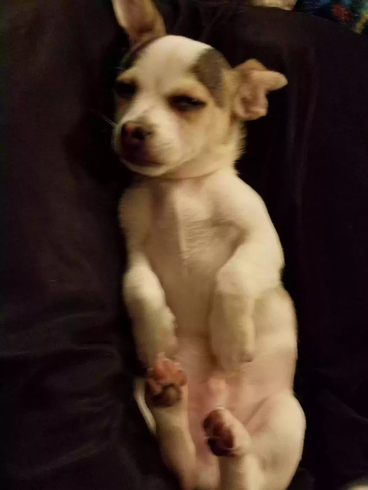 Lost dog in Reno, NV, 89523