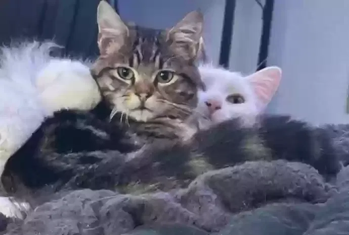 Lost cat in Madera, CA, 93638