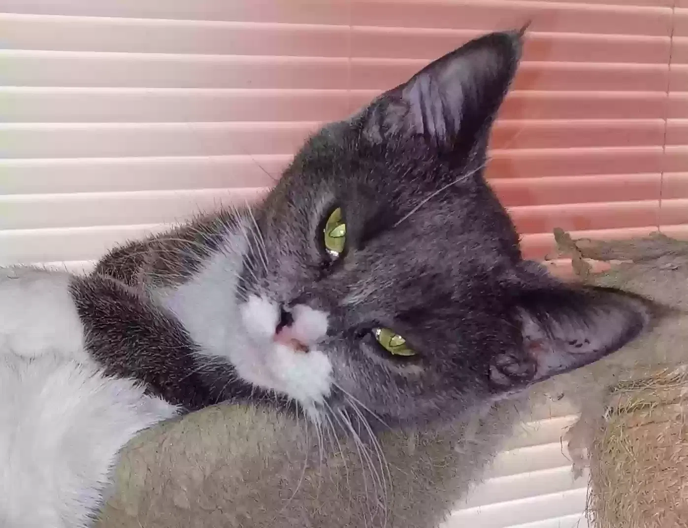 Lost cat in Mansfield, OH, 44905