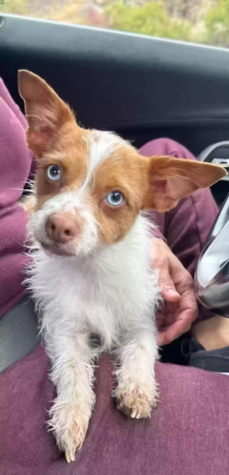 Lost dog in San Diego, CA, 92110