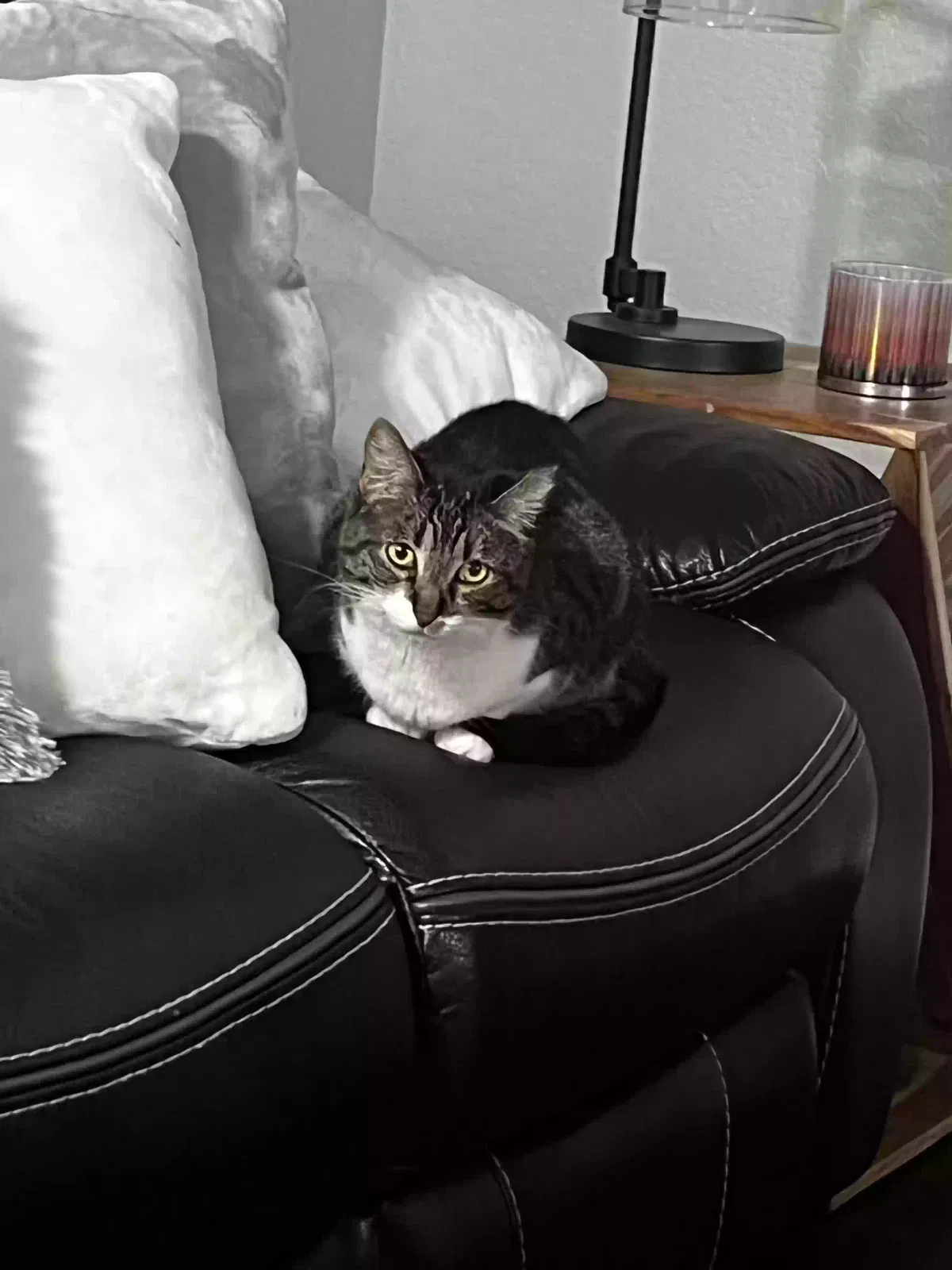 Lost cat in Helendale, CA, 92342