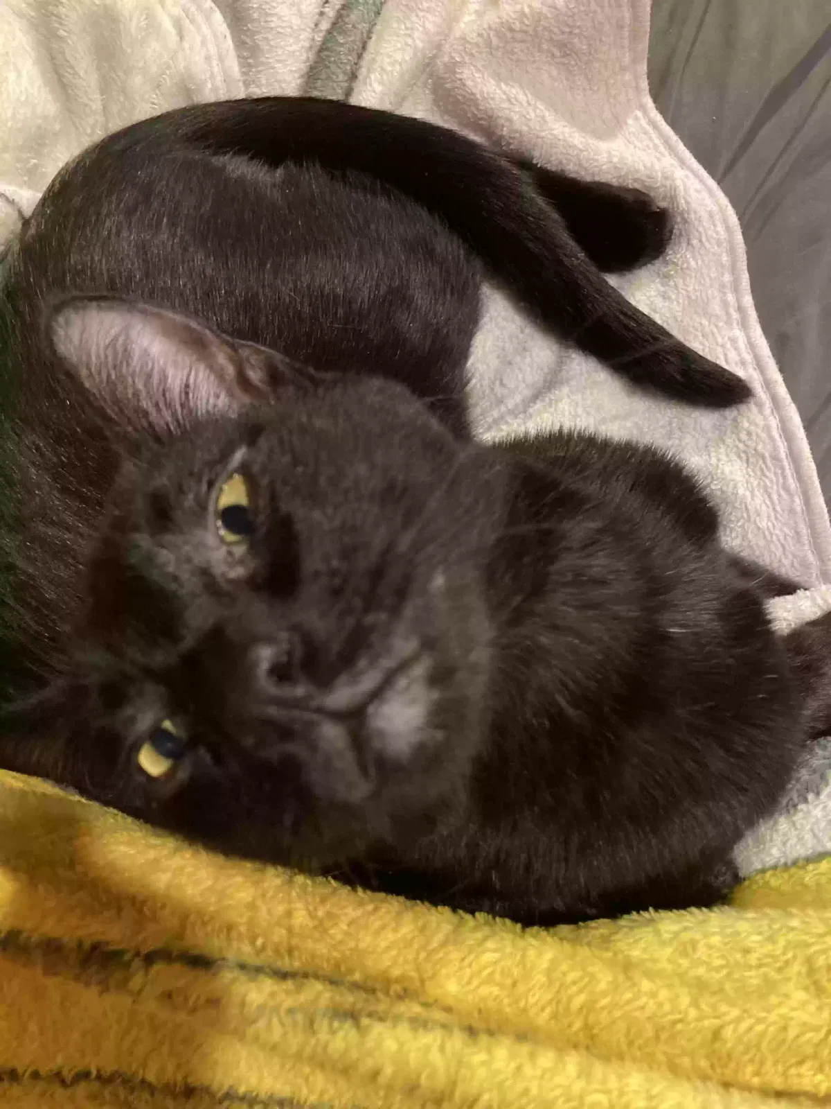 Lost cat in Dublin, OH, 43016