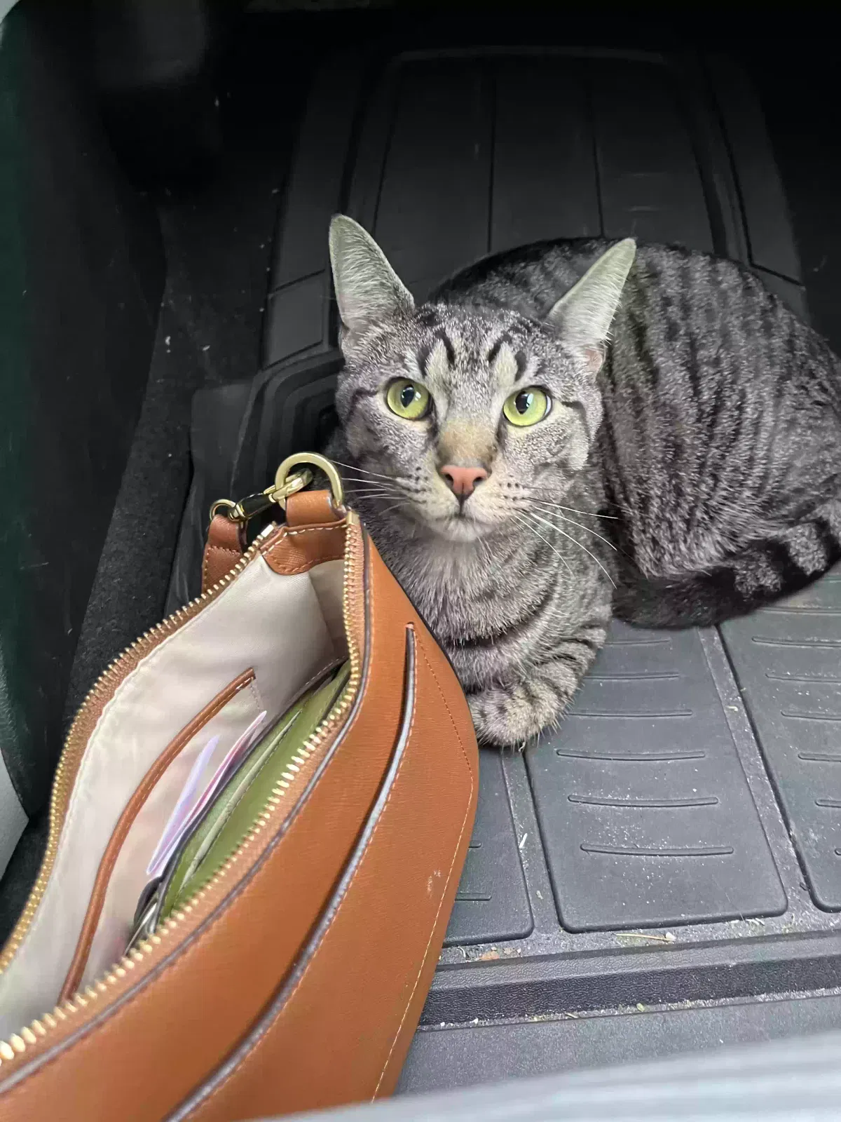 Lost cat in East Brunswick, NJ, 8816
