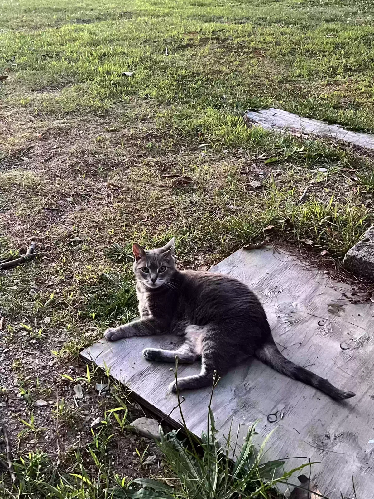 Lost cat in Leicester, MA, 1524