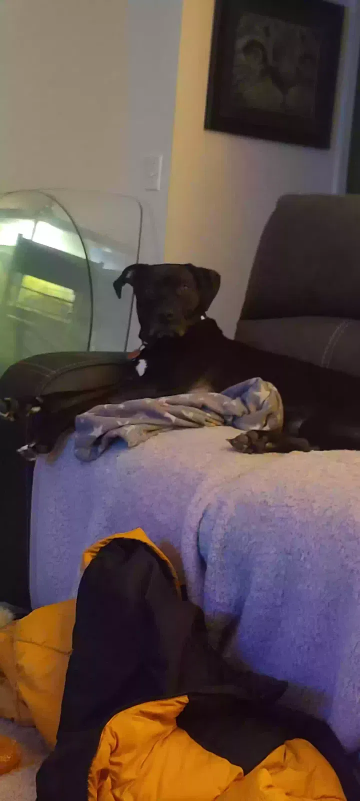 Lost dog in Atlanta, MI, 49709