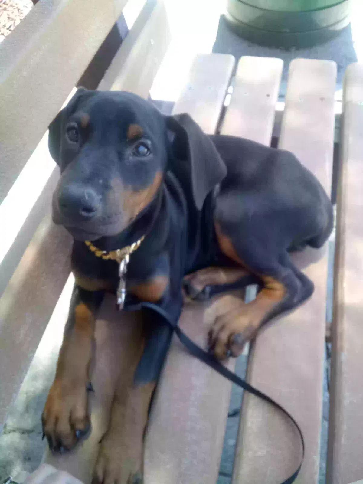 Lost dog in San Francisco, CA, 94110