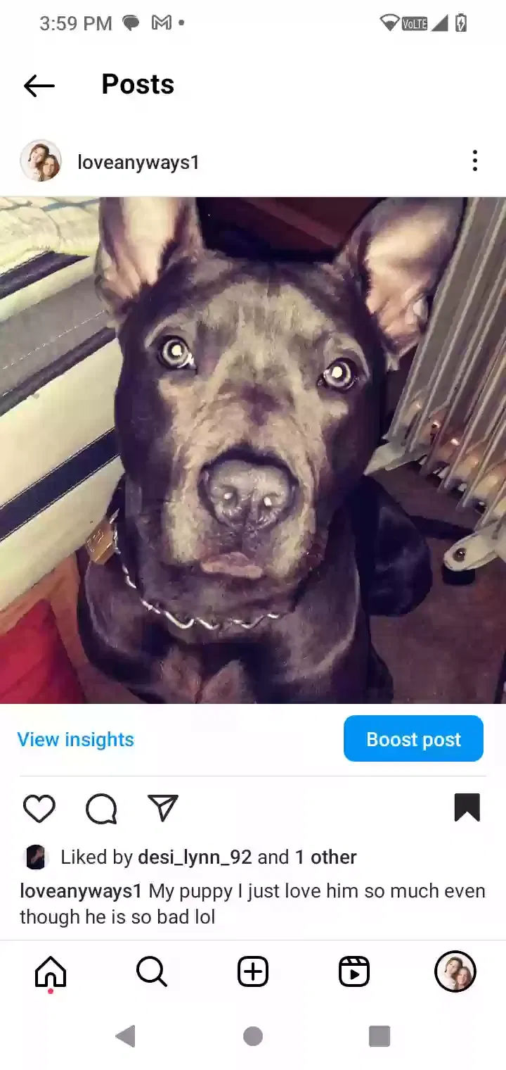 Lost dog in Spokane, WA, 99201