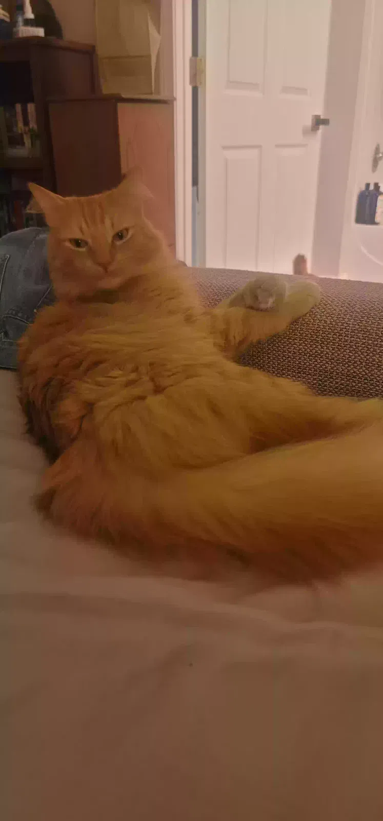 Lost cat in Fort Leavenworth, KS, 66027