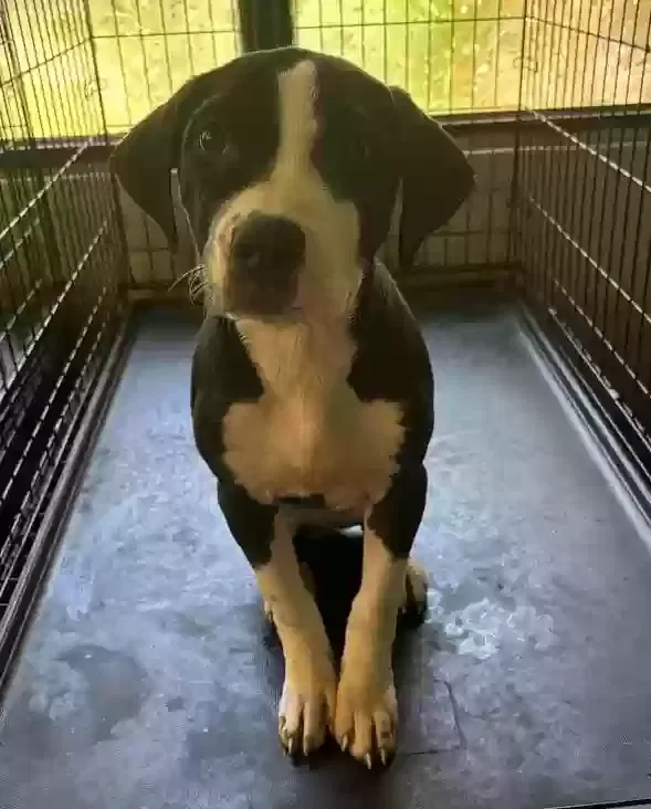 Lost dog in Daytona Beach, FL, 32119