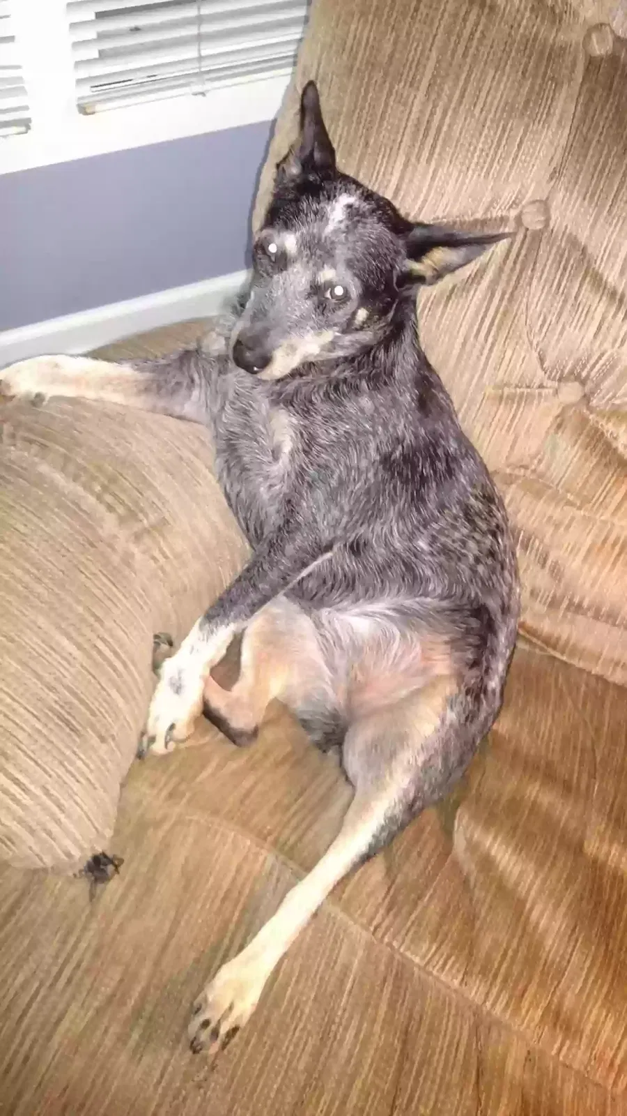 Lost dog in Washington, GA, 30673