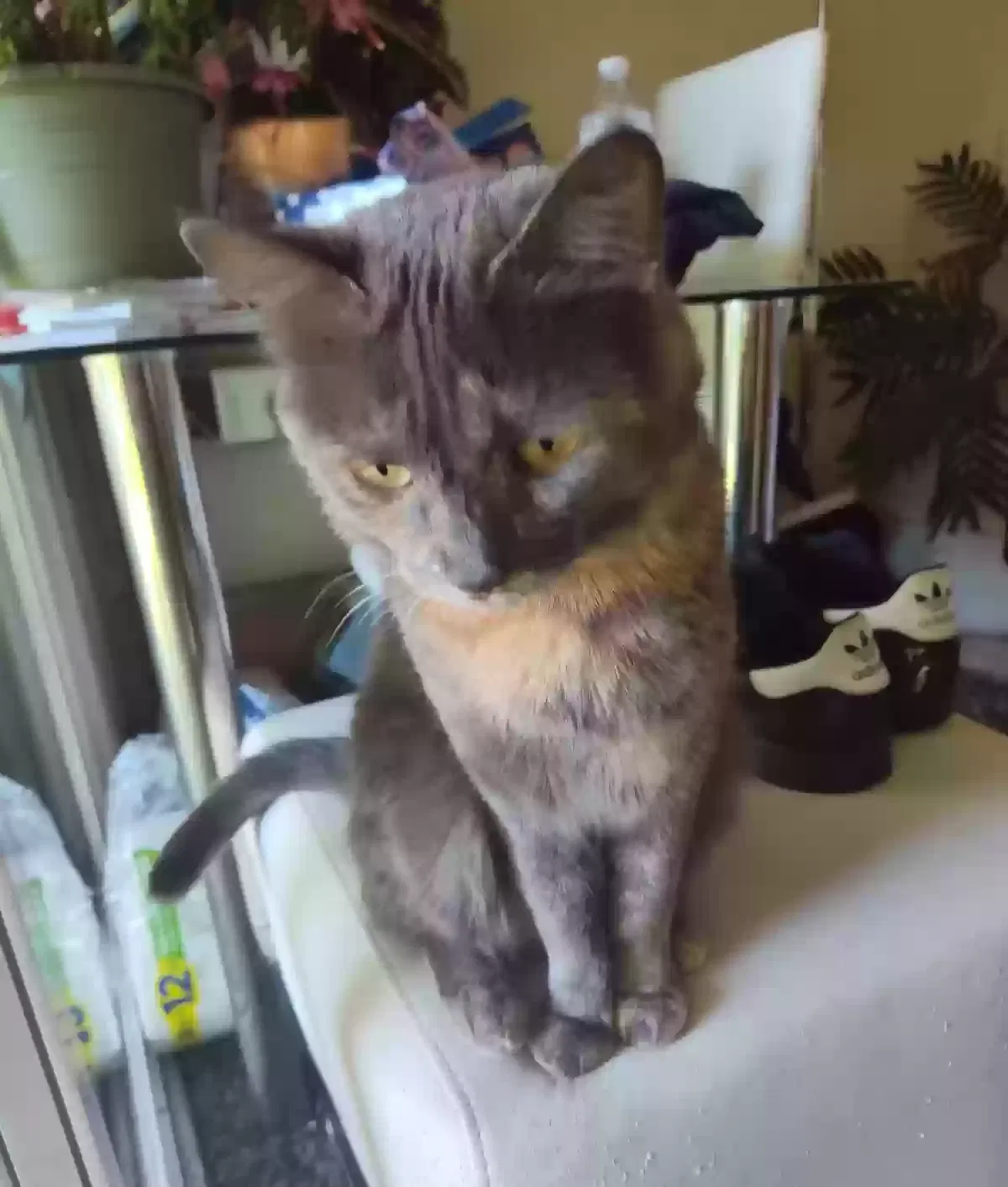 Lost cat in Greeley, CO, 80634