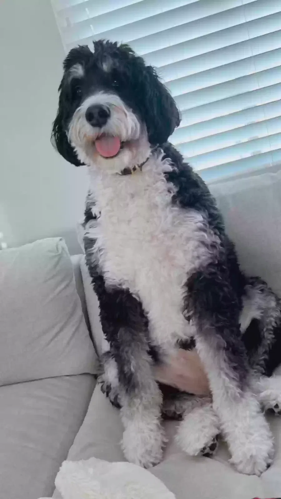 Lost dog in Cincinnati, OH, 45233