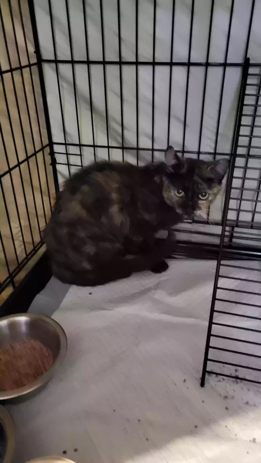 Lost cat in Goldsboro, NC, 27534