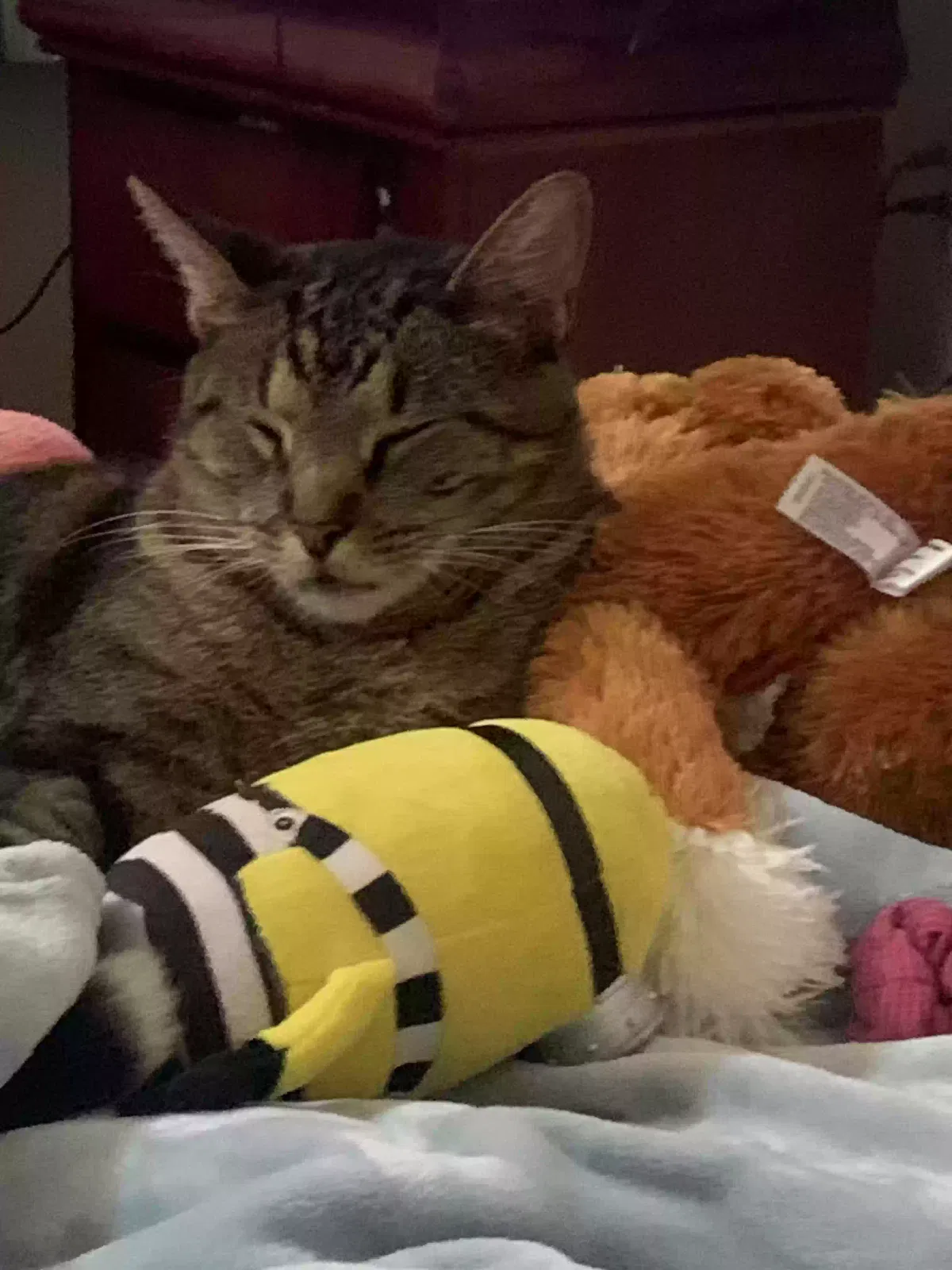 Lost cat in Mandeville, LA, 70448