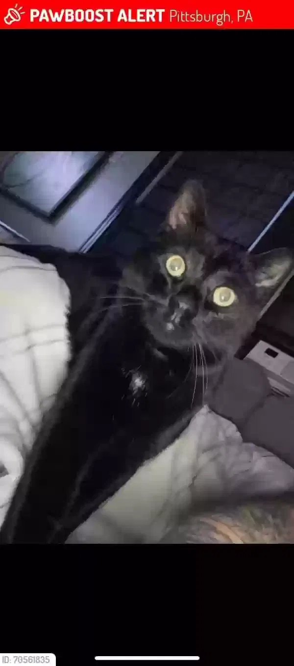 Lost cat in Pittsburgh, PA, 15237