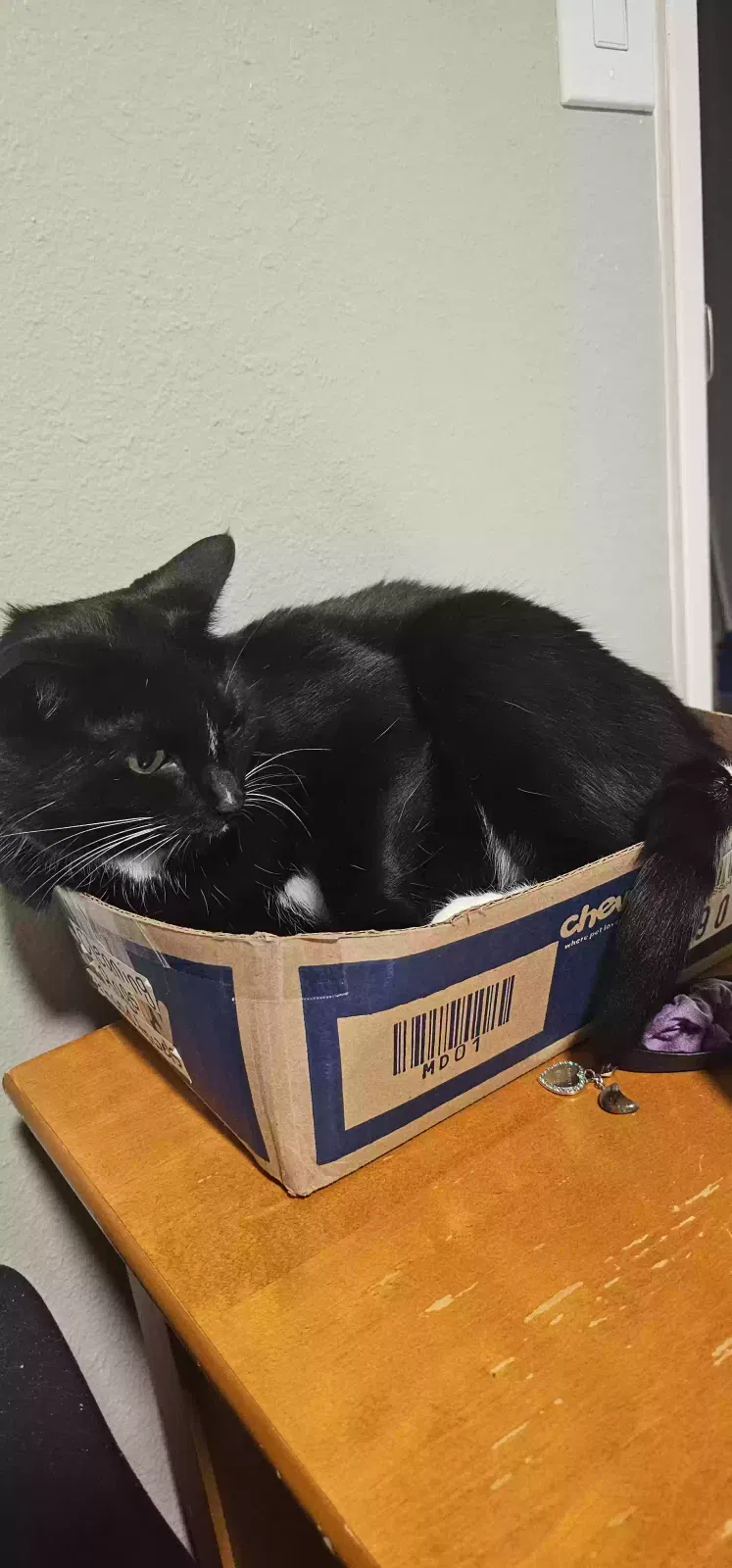 Lost cat in Dupont, WA, 98327