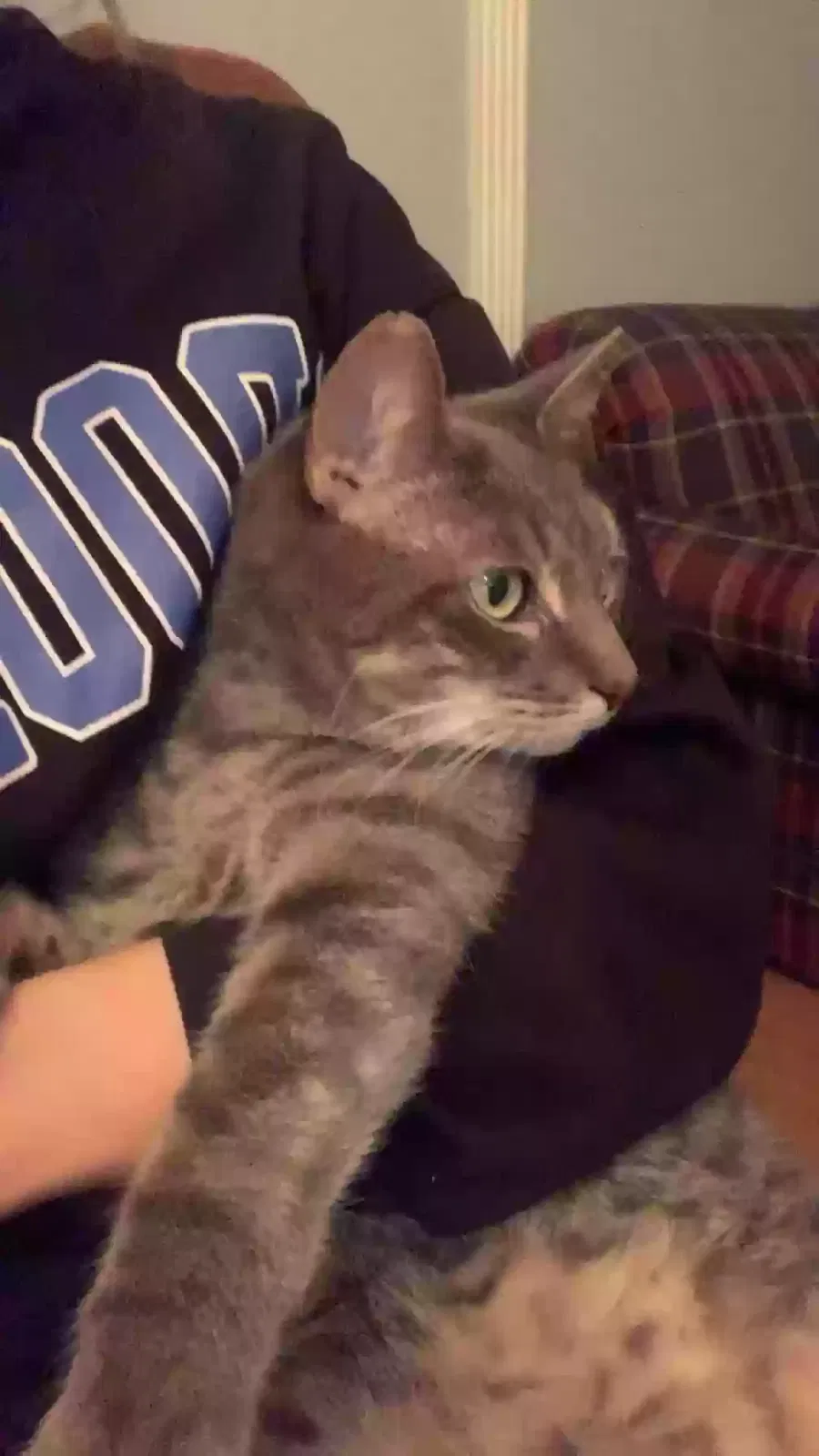 Lost cat in Rutherford, NJ, 7070