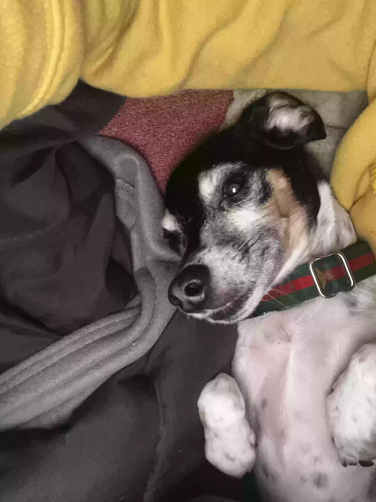 Lost dog in Oklahoma City, OK, 73107