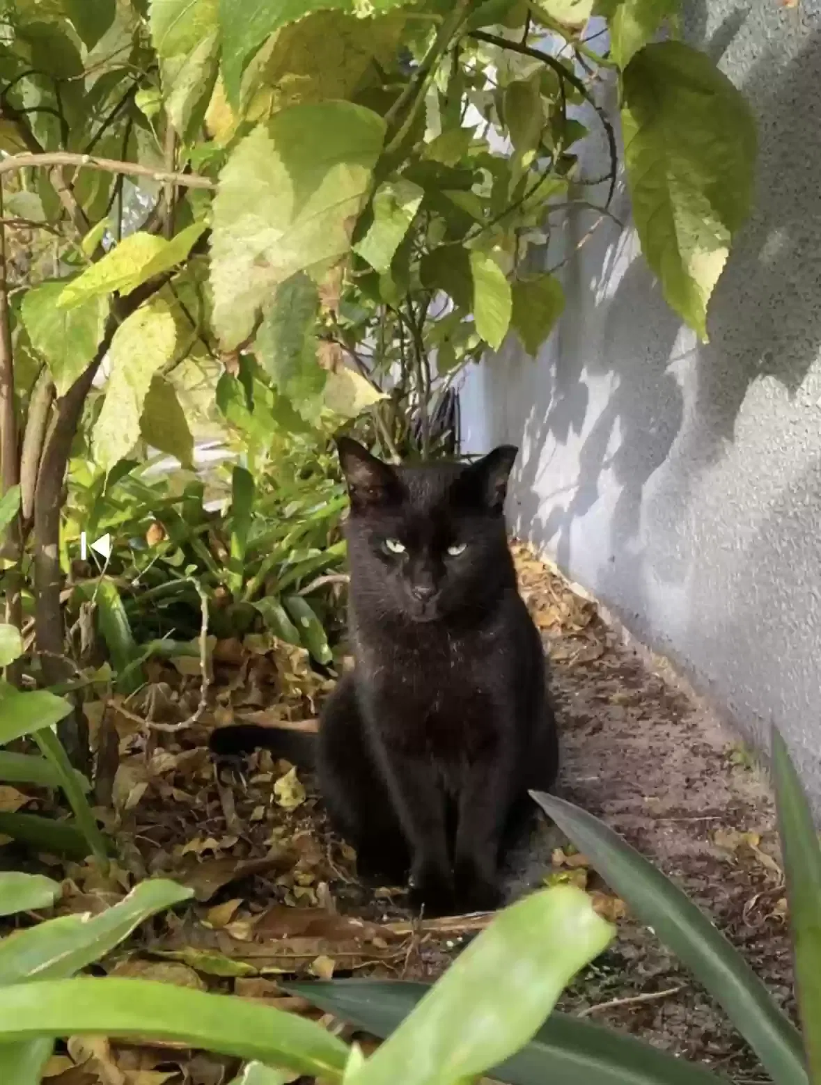 Lost cat in Fort Lauderdale, FL, 33312