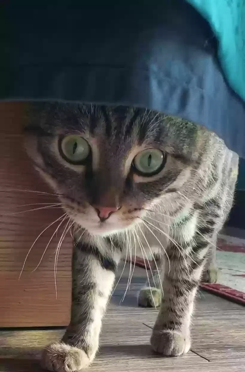 Lost cat in Rio Rancho, NM, 87144