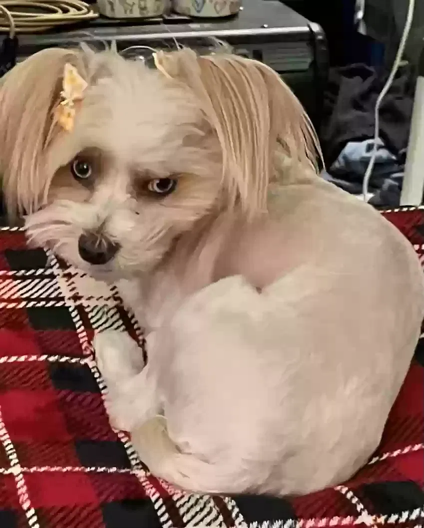 Lost dog in Albuquerque, NM, 87105