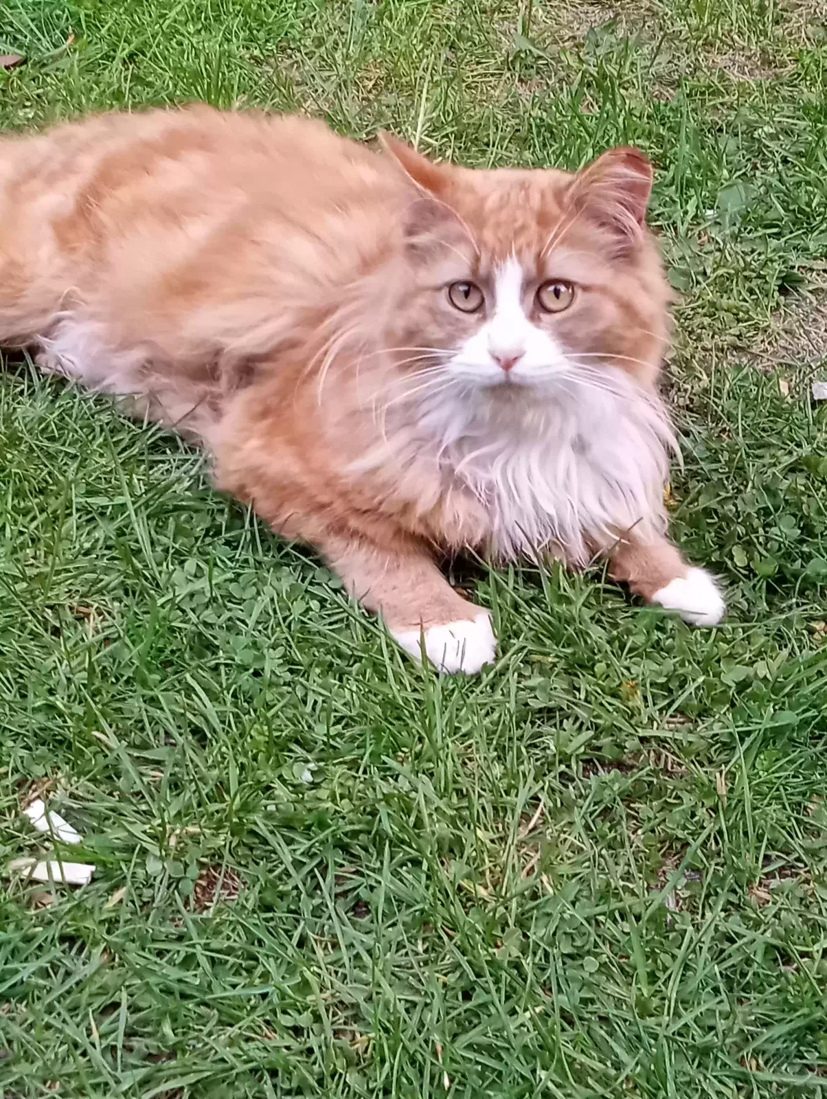 Lost cat in Egg Harbor Township, NJ, 8234