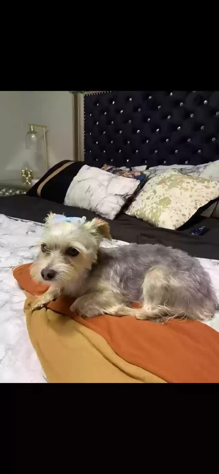 Lost dog in Hanford, CA, 93230