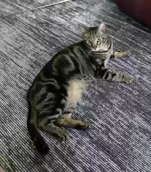 Lost cat in Brooklyn, MI, 49230