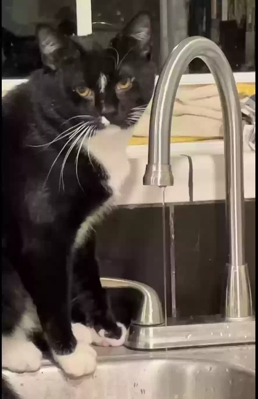 Lost cat in Lexington, SC, 29072