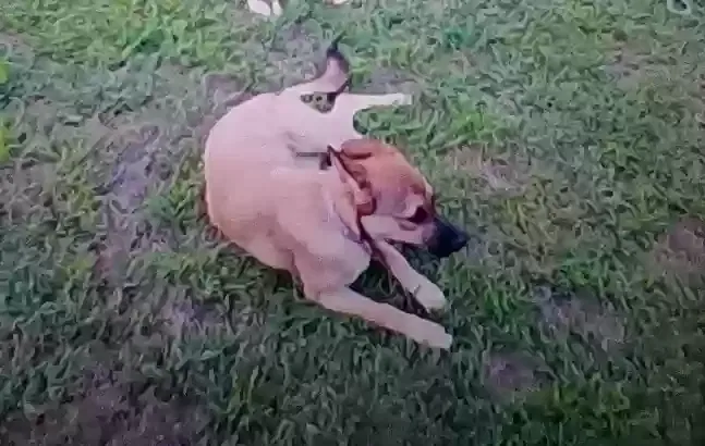 Found dog in Chesnee, SC, 29323