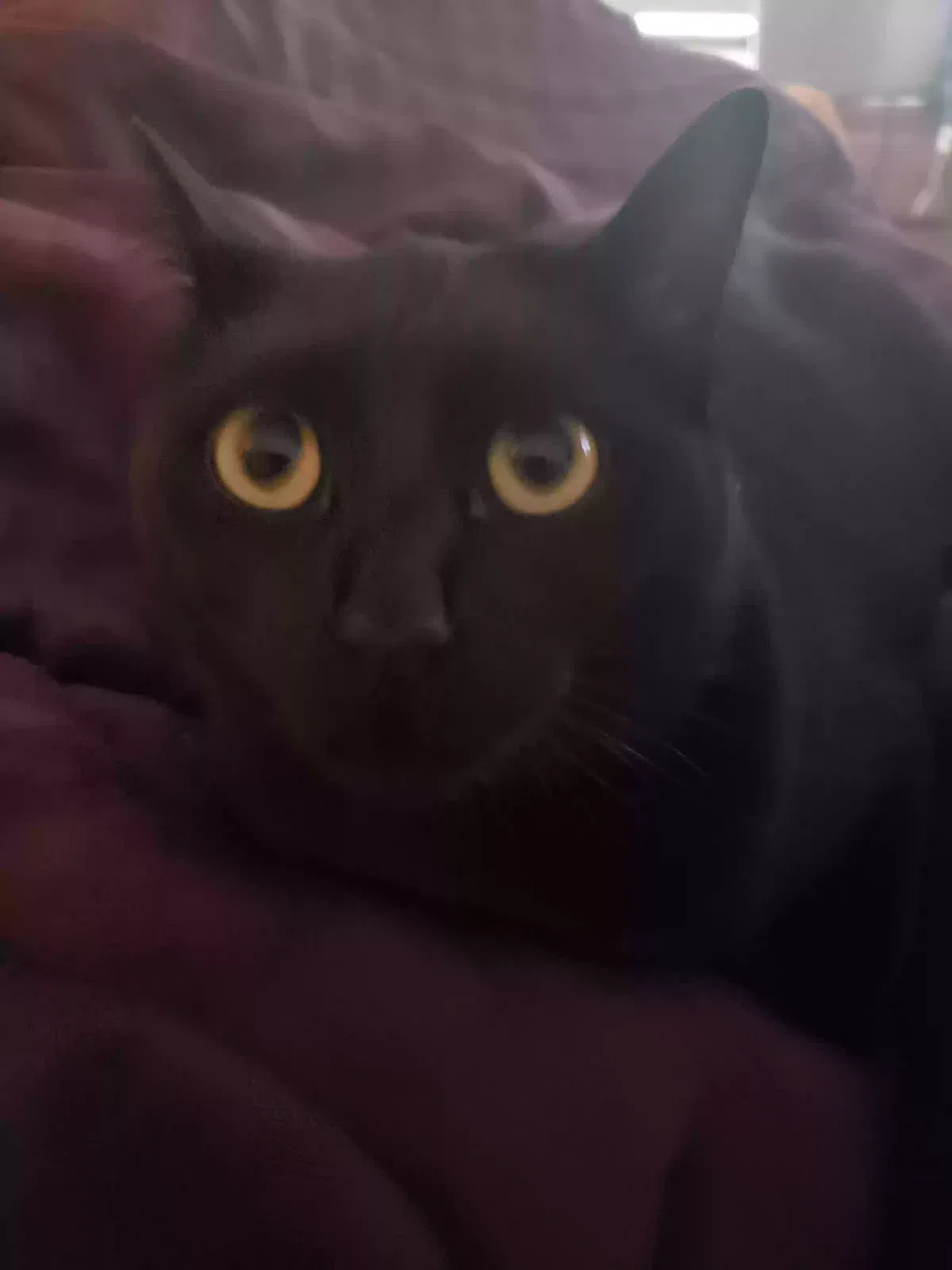 Lost cat in Granite Falls, WA, 98252