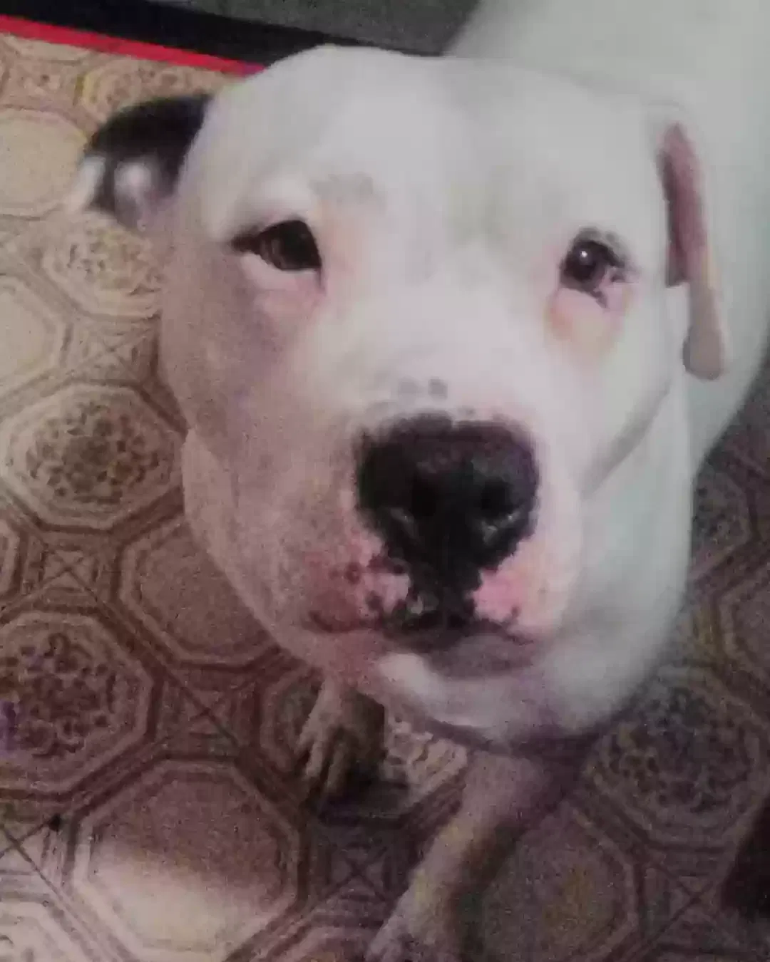 Lost dog in Summerville, SC, 29483