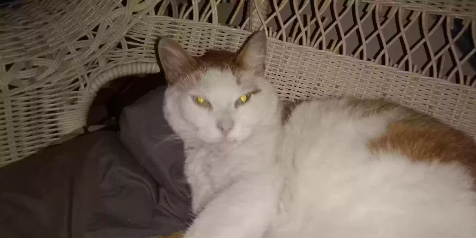 Lost cat in Pottsville, PA, 17901
