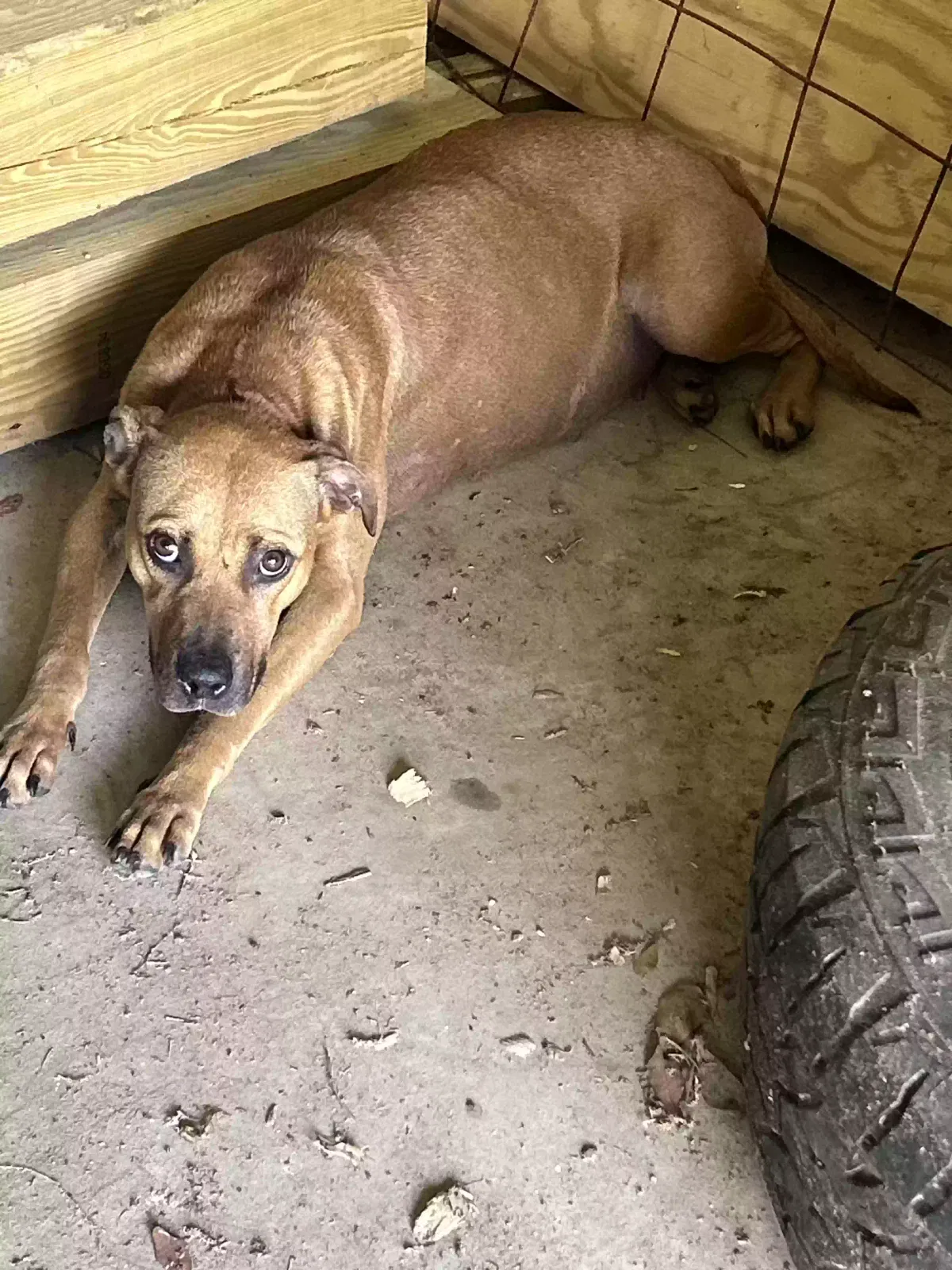 Found dog in Griffin, GA, 30223