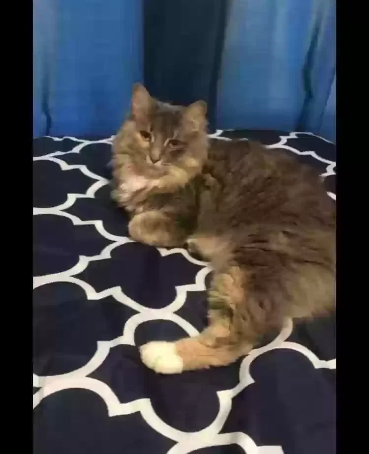 Lost cat in Ada, MI, 49301