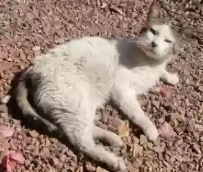 Lost cat in Peoria, AZ, 85345