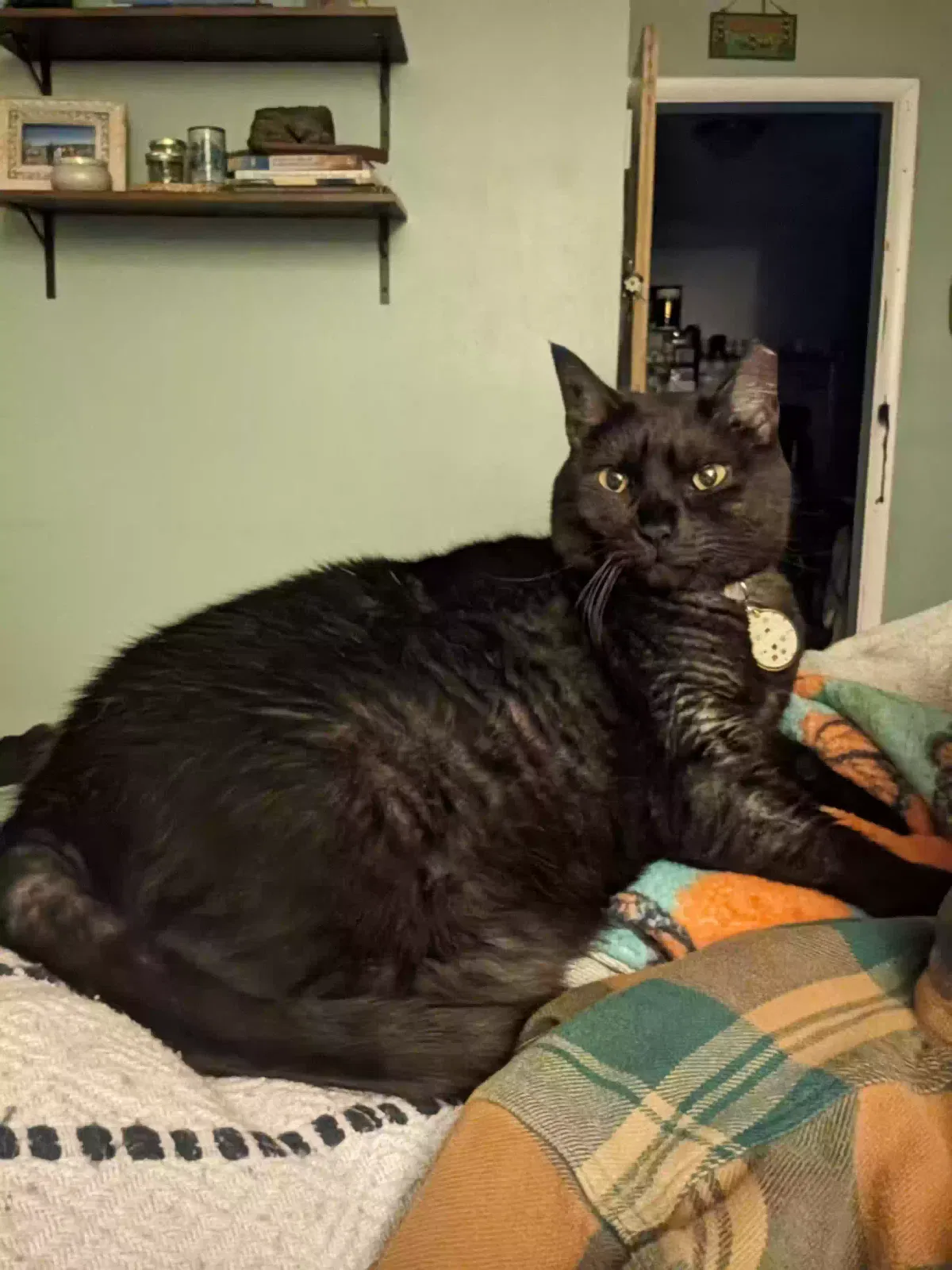 Lost cat in Tallahassee, FL, 32312
