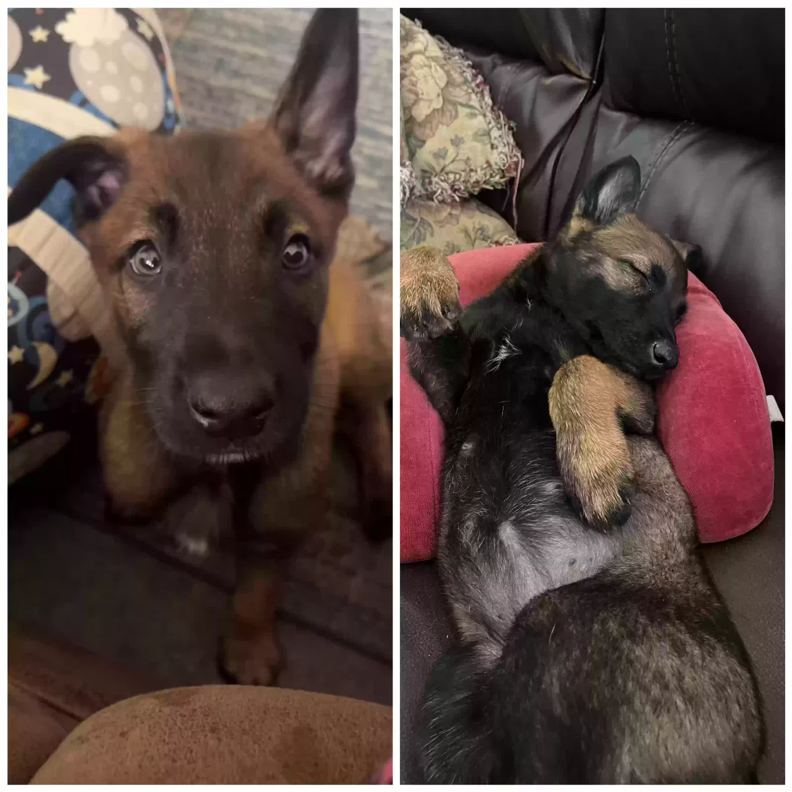 Lost dog in Las Vegas, NV, 89142