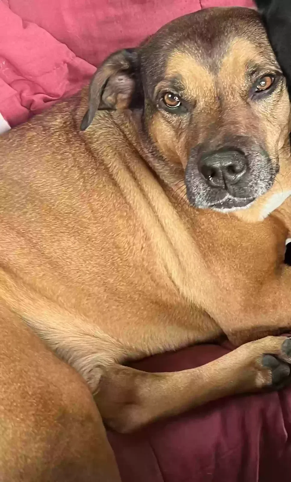 Lost dog in Ocala, FL, 34481