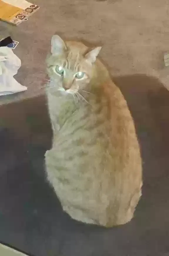 Lost cat in Sykesville, MD, 21784