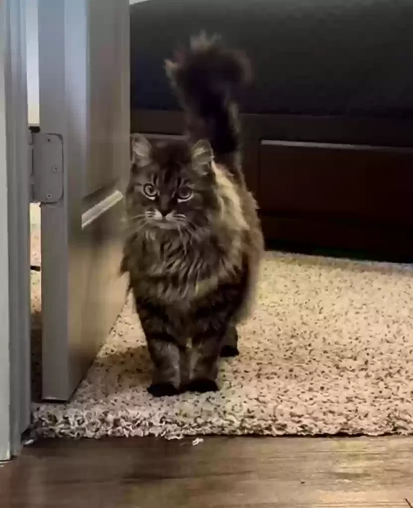 Lost cat in Hurst, TX, 76054