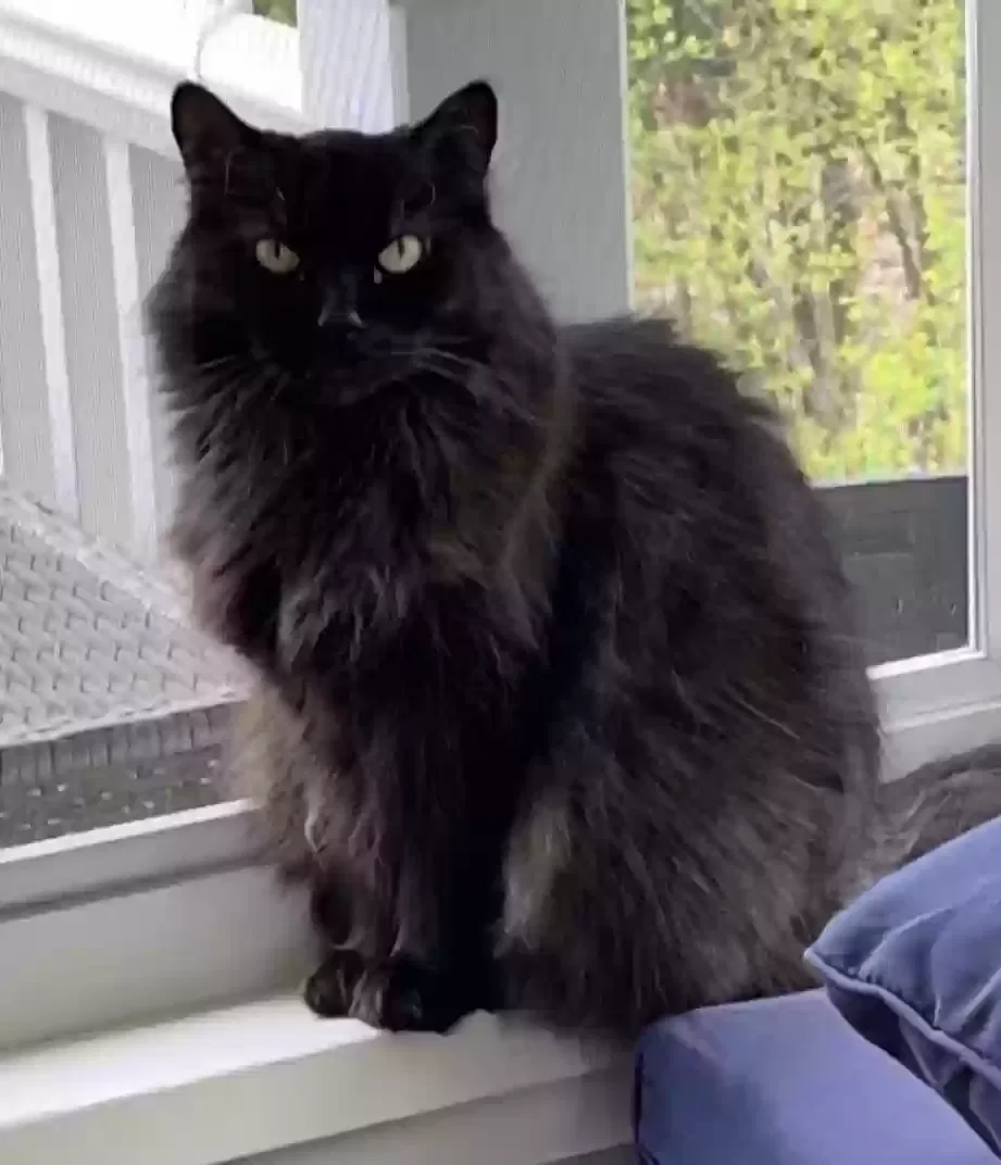 Lost cat in Bloomfield Hills, MI, 48304