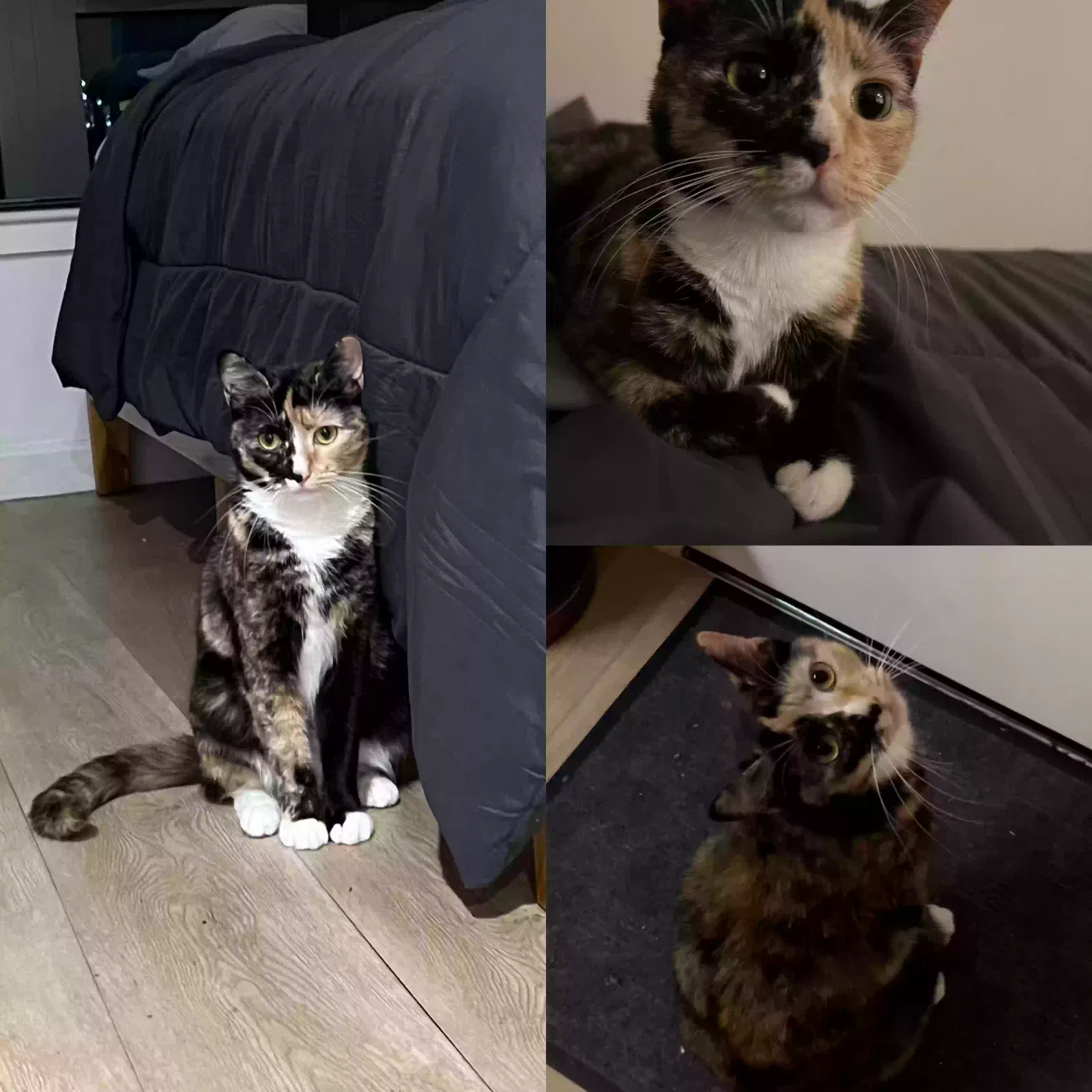Lost cat in Brooklyn, NY, 11217