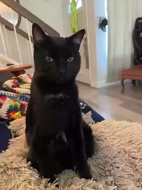 Lost cat in Riverside, CA, 92507