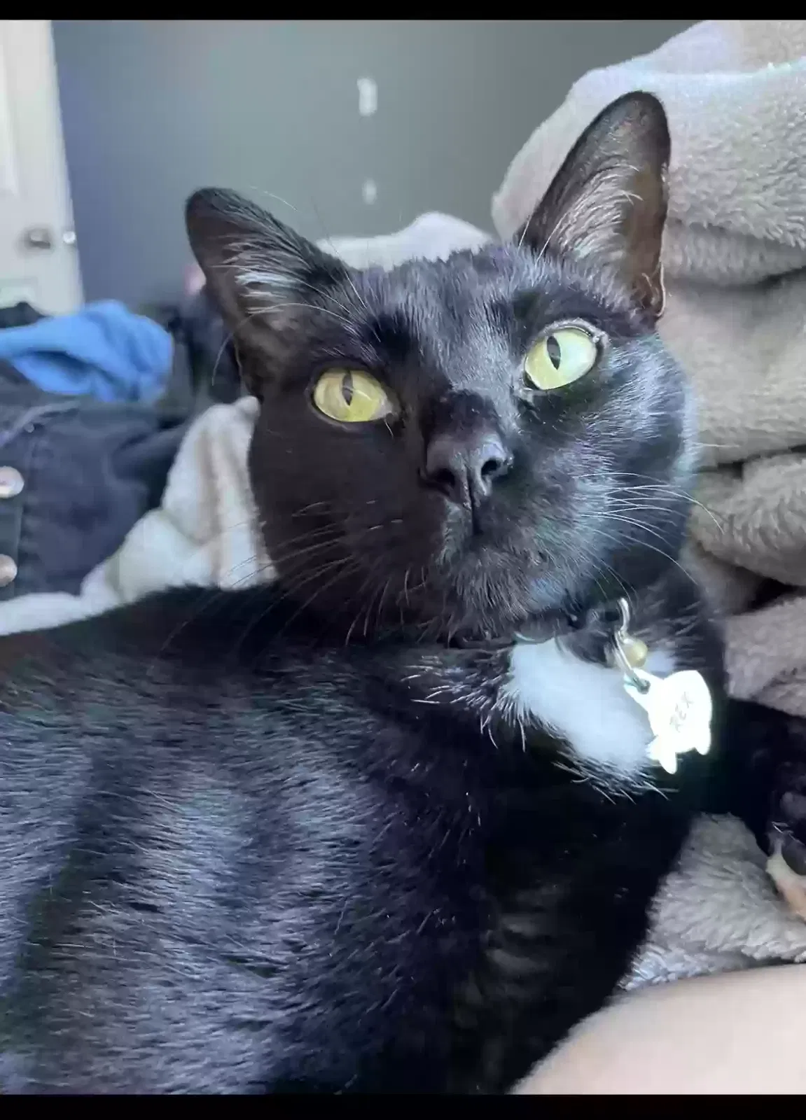 Lost cat in Oklahoma City, OK, 73130