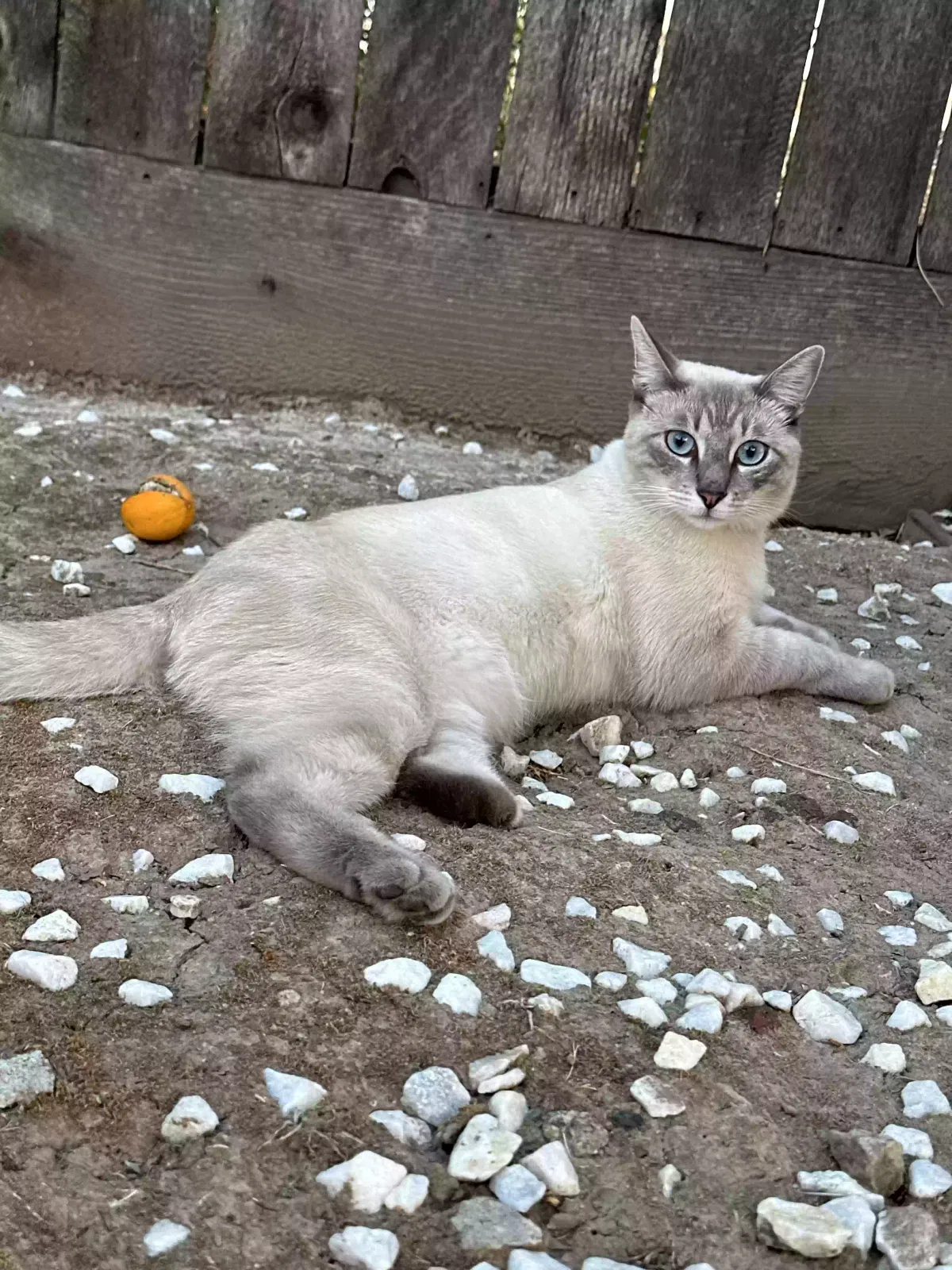 Lost cat in Tulare, CA, 93274
