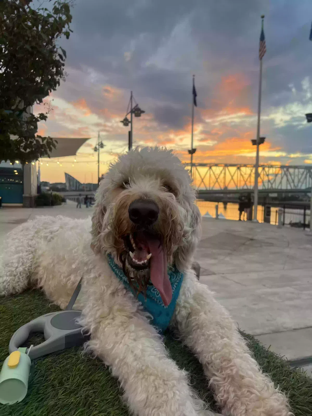 Lost dog in Dry Ridge, KY, 41035