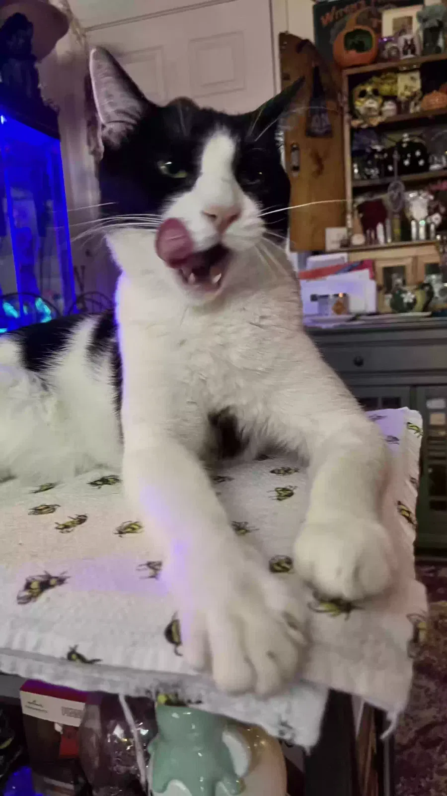 Lost cat in Fresno, CA, 93705